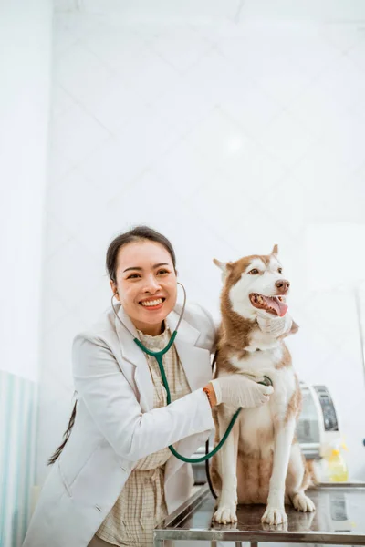 Samica Weterynarza Uśmiechnięta Podczas Sprawdzania Brązowego Psa Syberyjskiego Stetoskopem — Zdjęcie stockowe