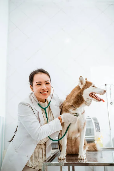 美しい獣医が彼女の聴診器でそれをチェックしながら 金属テーブルの上に立っているシベリア犬 — ストック写真