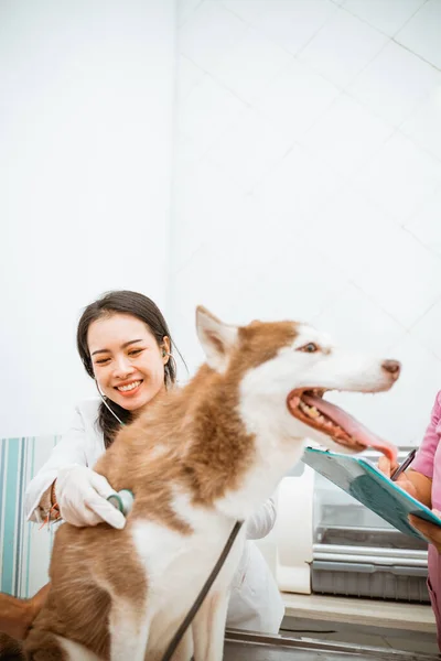 Uma Fêmea Veterana Verificar Cão Siberiano Com Estetoscópio Enquanto Espeta — Fotografia de Stock