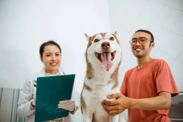 Cão Siberiano Sobre Mesa Metal Enquanto Seu Proprietário Veterinário Atrás — Fotografia de Stock