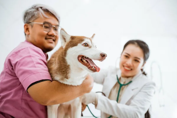 女性の獣医師が聴診器で確認している間に舌を突き出している美しいシベリア犬が — ストック写真