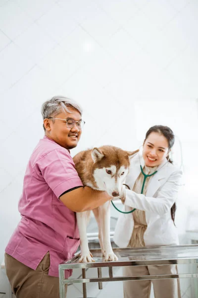 Veterano Macho Sosteniendo Perro Siberiano Mientras Veterana Revisa Con Estetoscopio — Foto de Stock