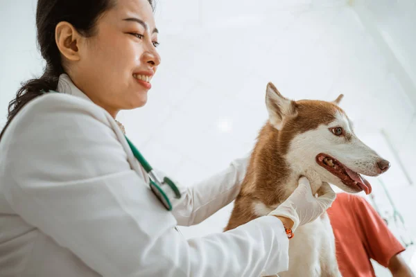 Egy Gyönyörű Állatorvos Megvizsgálta Barna Szibériai Kutyát Klinikán — Stock Fotó