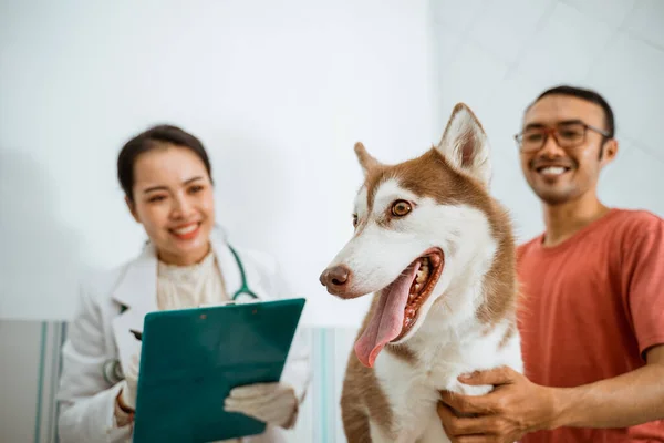 Cão Siberiano Marrom Sobre Mesa Metal Colando Língua Para Fora — Fotografia de Stock