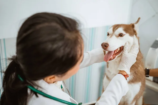 ポニーテールのメスの獣医がペットクリニックの茶色のシベリア犬を診察しました — ストック写真