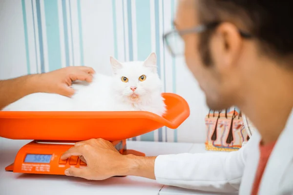 雄の獣医が体重を測定しながら美しい白い猫が動物の鱗に横たわっています — ストック写真