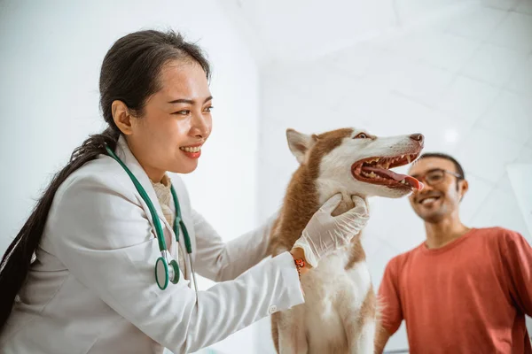 Veterinário Bonito Fez Exame Médico Até Cão Siberian Marrom Clínica — Fotografia de Stock