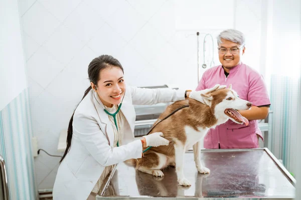 Egy Gyönyörű Állatorvos Mosolyog Miközben Ellenőrzi Szibériai Kutya Vele Sztetoszkóp — Stock Fotó