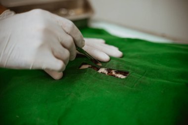 Bir veteriner evcil hayvan kliniğinde neşter kullanıyor.