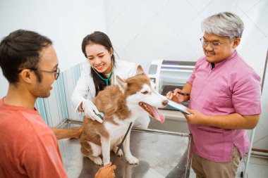 Güzel bir gazi, hayvan kliniğinde steteskopuyla Sibirya köpeğini kontrol ediyor.