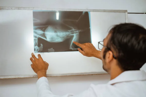 Orvosi Köpenyben Lévő Férfi Állatorvos Aki Megmagyarázza Röntgen Eredményét Képernyőn — Stock Fotó