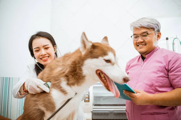 Belo Veterano Verificando Cão Siberiano Com Seu Estetoscópio Enquanto Veterano — Fotografia de Stock