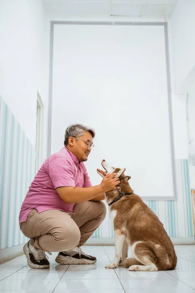 Veterinário Masculino Com Roupa Roxa Brincando Com Cão Siberiano Marrom — Fotografia de Stock
