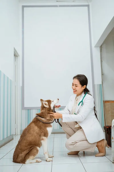 メスの獣医は壁に向かって茶色のシベリア犬と笑顔で遊んでいました — ストック写真