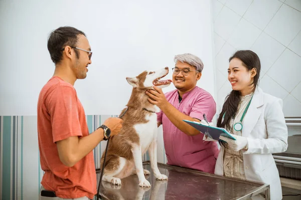 Állatorvosok Megvizsgálták Szibériai Kutyát Aztán Megírták Jelentést — Stock Fotó