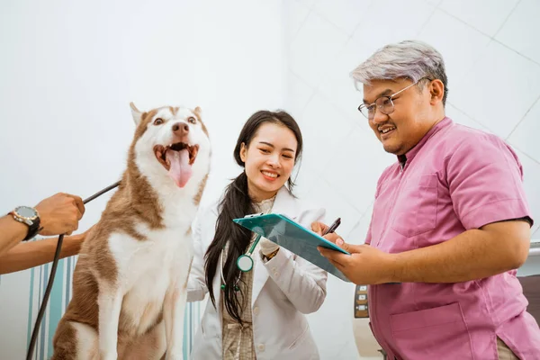 Egy Férfi Veterán Írja Szibériai Kutyák Orvosi Vizsgálatának Eredményét Női — Stock Fotó