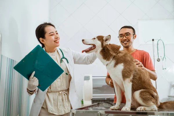 Una Veterinaria Sonriendo Perro Siberiano Marrón Que Estaba Pie Sobre — Foto de Stock