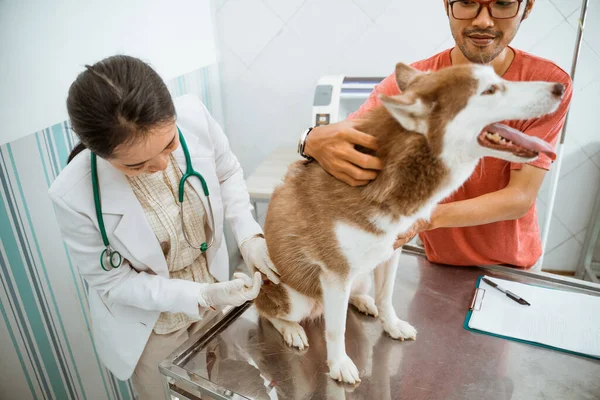 Veterinário Fêmea Dando Uma Injeção Medicamento Para Cão Siberiano Enquanto — Fotografia de Stock