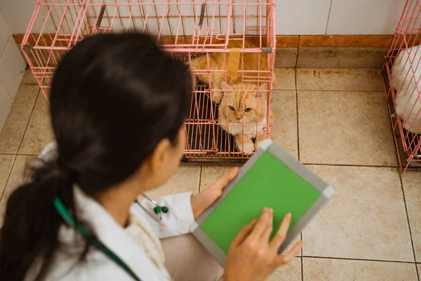 猫の檻の横にある美しい獣医スクワットそして彼女のタブレットで情報を探します — ストック写真