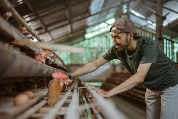 Pengusaha Asia Dengan Tekun Mengamati Dan Memeriksa Kandang Ayam Selama — Stok Foto