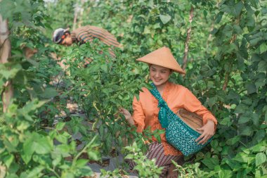 Çiftlik işçileri güzel, yeşil bir tarım ortamında taze ürün toplamak için birleşiyorlar.