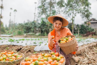 Bir kadın yemyeşil ve canlı bir tarlada olgun ve sulu domatesler topluyor.
