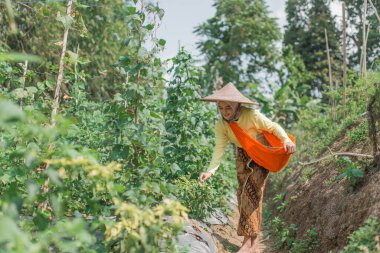 Geleneksel giysiler içinde kendini adamış bir çiftçi güzel ve manzaralı bir tarlada mahsul yetiştiriyor.
