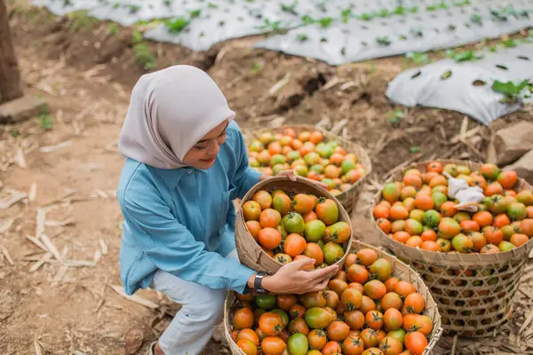 Bir kadın mutlu bir şekilde renkli narenciye meyveleri topluyor. Parlak, güzel bir çiftlik ortamında.