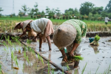 Çalışkan çiftçiler yemyeşil çayırlara pirinç ekiyor parlak, güneşli bir gökyüzünün altına.