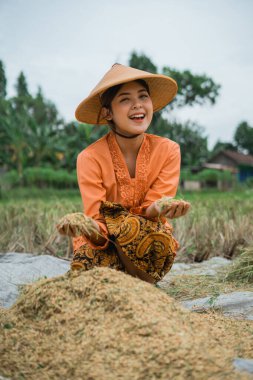 Geleneksel giysiler içinde neşeli bir çiftçi açık mavi gökyüzünün altında olgun pirinç topluyor.