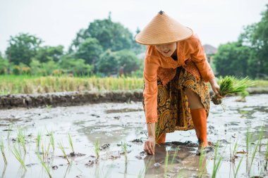 Bir çiftçi, güzel bir günde güneşin altında özenle yemyeşil bir pirinç tarlasına bakar.