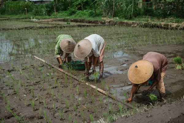 Çiftçiler yemyeşil bir çeltik tarlasında genç pirinç fidanlarıyla özenle ilgileniyorlar.