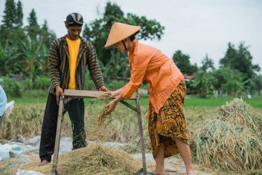 Kendini işine adamış iki çiftçi geçimlerini sağlamak için geleneksel yöntemlerle pirinç hasat ediyor.
