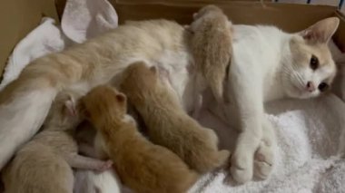 Newborn cat babies breastfeeding on mommy, stock video