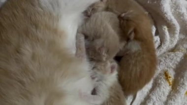 Newborn cat babies breastfeeding on mommy, stock video