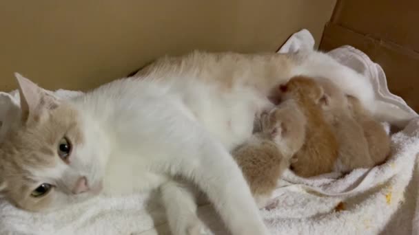 Newborn Cat Babies Breastfeeding Mommy Stock Video — Stockvideo