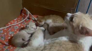Newborn cat babies breastfeeding on mommy, stock video