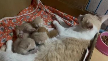 Yeni doğmuş kedi yavruları anneleriyle emziriyor.