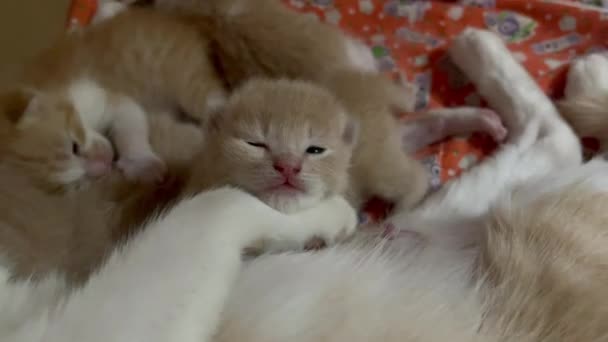 Newborn Cat Babies Breastfeeding Mommy Stock Video — стоковое видео