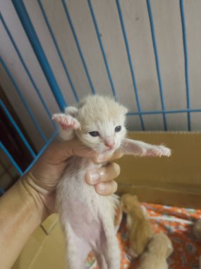 Yeni doğmuş bebek kedi, kadın eli, stok fotoğrafı.