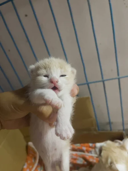 Neugeborenes Katzenbaby Auf Weiblicher Hand Archivbild — Stockfoto