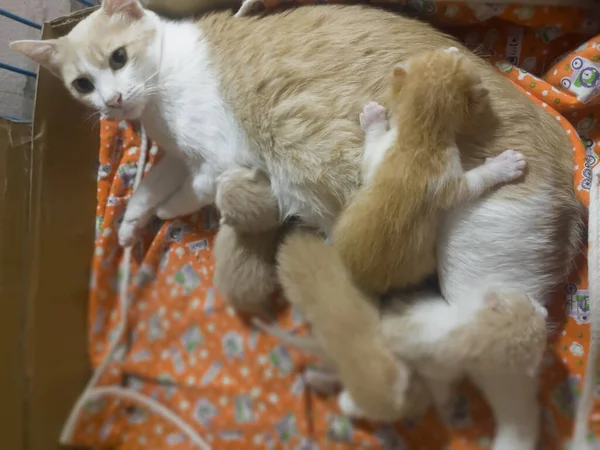 Bebês Gato Recém Nascido Amamentando Mamãe Foto Stock — Fotografia de Stock