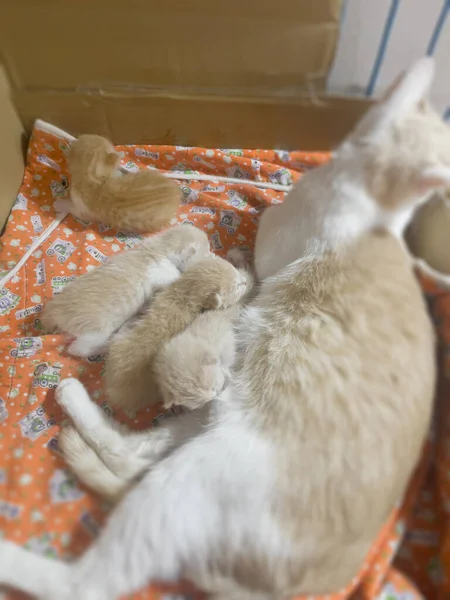 Pasgeboren Kat Baby Borstvoeding Mama Voorraad Foto — Stockfoto