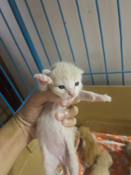 Pasgeboren Baby Kat Vrouwelijke Hand Stockfoto — Stockfoto