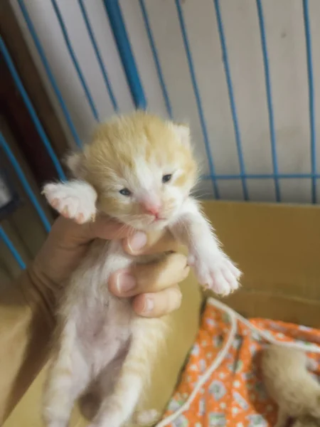 Neugeborenes Katzenbaby Auf Weiblicher Hand Archivbild — Stockfoto