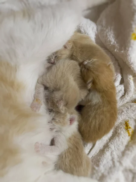 お母さんに授乳中の新生猫の赤ちゃんストックフォト — ストック写真