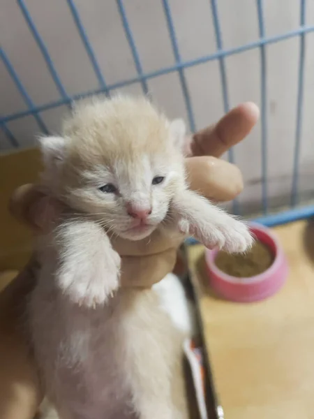 Nowonarodzony Kotek Żeńskiej Ręce Fotografia — Zdjęcie stockowe