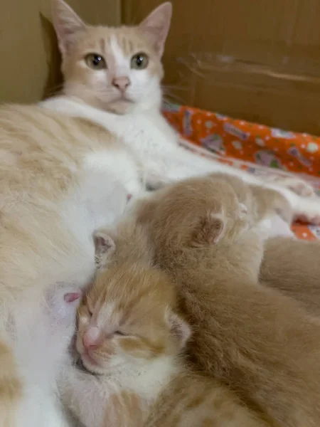 Νεογέννητα Μωρά Γάτα Θηλάζουν Στη Μαμά Στοκ Φωτογραφία — Φωτογραφία Αρχείου