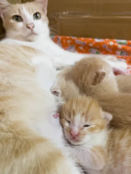 Newborn Cat Babies Breastfeeding Mommy Stock Photo — Stock Photo, Image