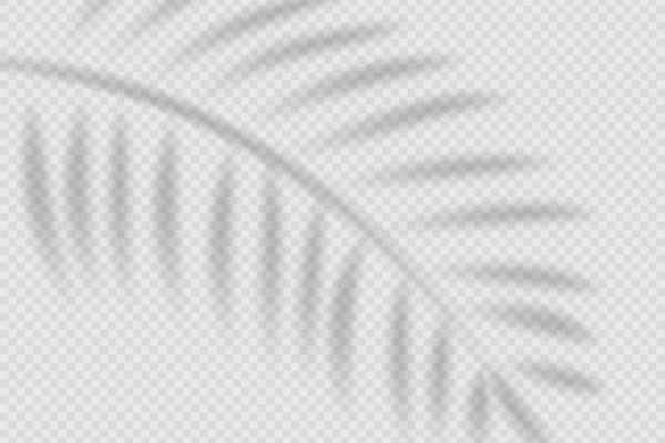 Realistisk Skugga Från Palmblad Transparent Platt Bakgrund Med Skugga Tropiska — Stock vektor